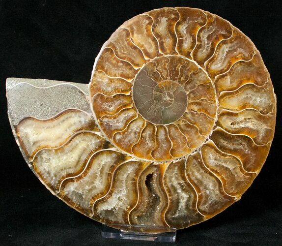 Cut Ammonite Fossil (Half) - Agatized #17854